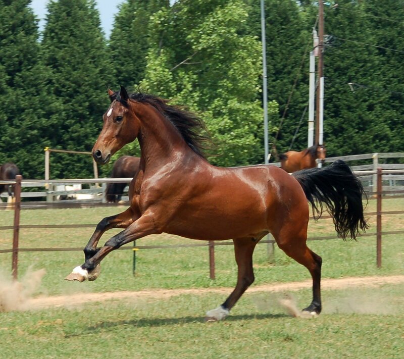 Brown Horse Running — Dynamic, Afternoon, Photograph, Fence, Trees