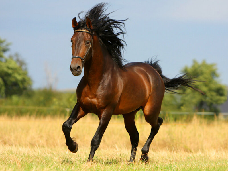 Brown Horse Running — Dynamic, Afternoon, Photograph, Field, Sky