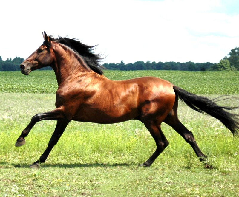 Brown Horse Running — Dynamic, Afternoon, Photograph, Field, Sky, Trees, Green