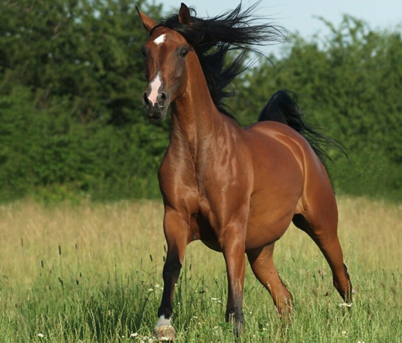 Brown Horse Running — Dynamic, Afternoon, Photograph, Field