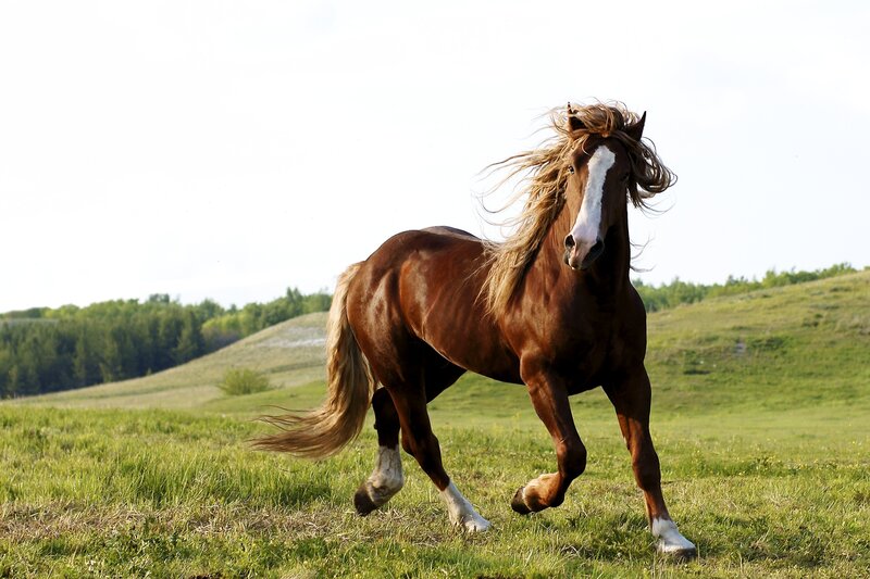 Brown Horse Running — Dynamic, Afternoon, Photograph, Field, Trees, Sky, Green
