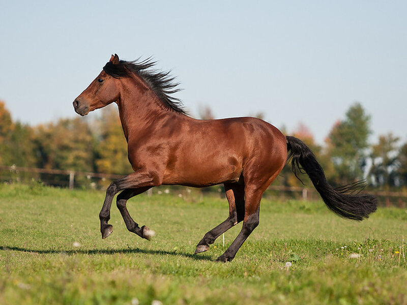 Brown Horse Running — Dynamic, Afternoon, Photograph, Field, Trees