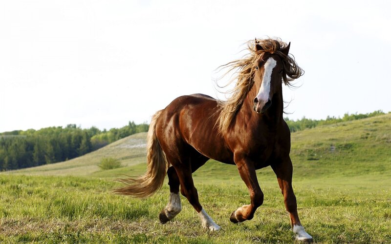 Brown Horse Running — Dynamic, Afternoon, Photograph, Grass Field, Hills