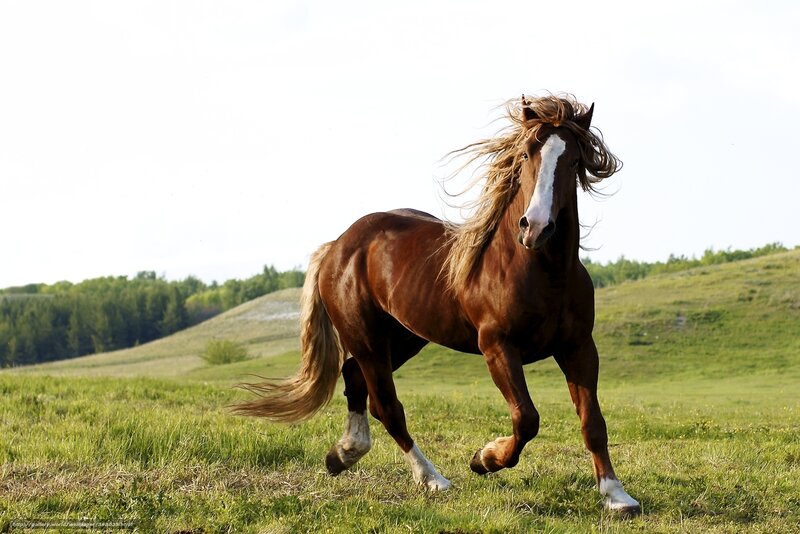 Brown Horse Running — Dynamic, Afternoon, Photograph, Grass Field, Hills, Trees