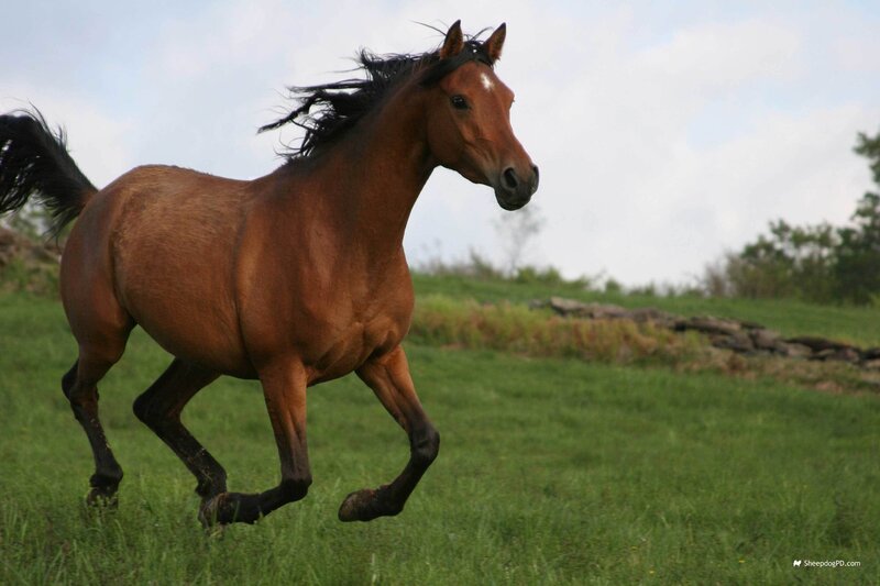 Brown Horse Running — Dynamic, Afternoon, Photograph, Grass Field, Sky, Trees
