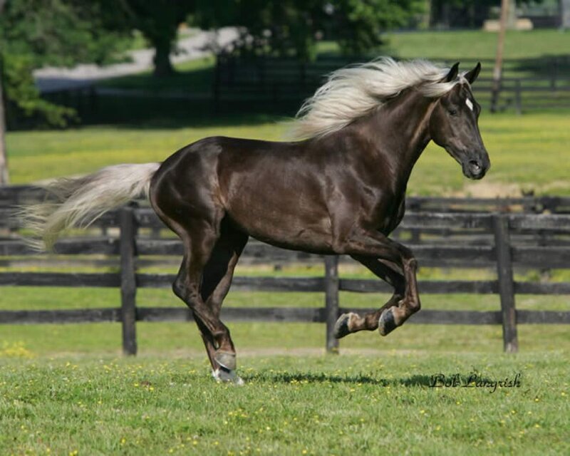 Brown Horse Running — Dynamic, Afternoon, Photograph, Grass Field