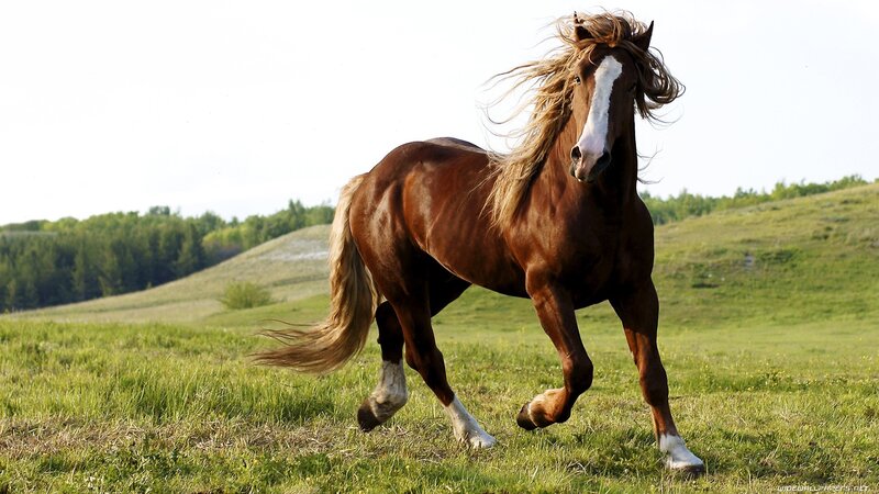 Brown Horse Running — Dynamic, Afternoon, Photograph, Grass Field, Trees, Sky, Green