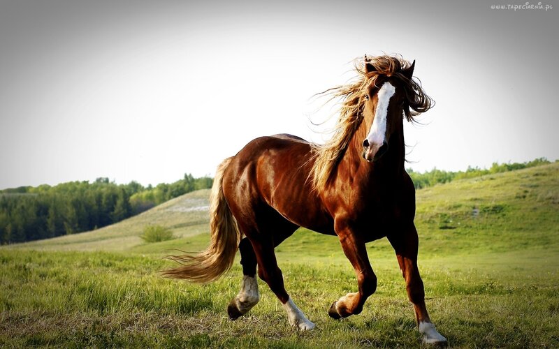 Brown Horse Running — Dynamic, Afternoon, Photograph, Grass Field, Trees, Sky, Green, White
