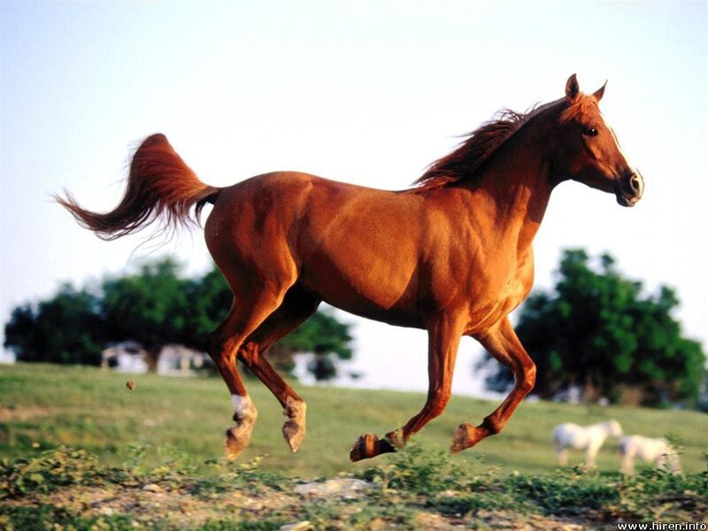 Brown Horse Running — Dynamic, Afternoon, Photograph, Grass Field, Trees
