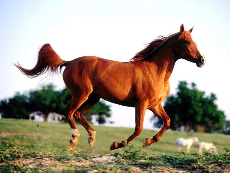 Brown Horse Running — Dynamic, Afternoon, Photograph, Grass Field, Trees, White Horses