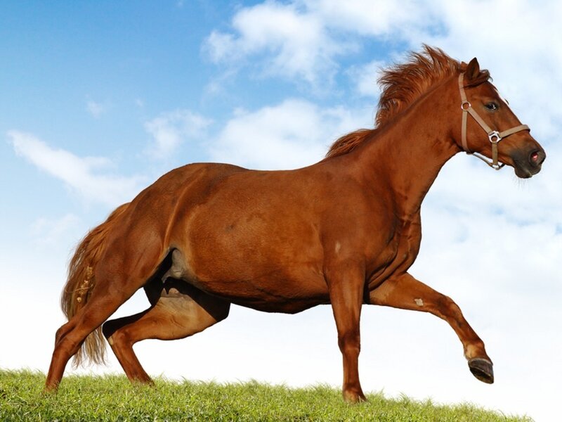 Brown Horse Running — Dynamic, Afternoon, Photograph, Grass, Sky, Clouds