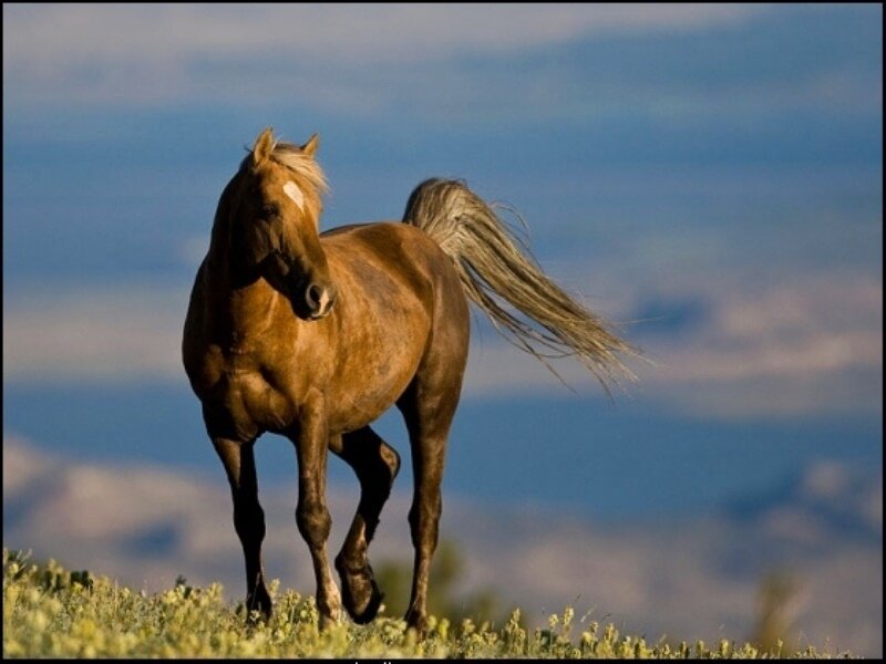 Brown Horse Running — Dynamic, Afternoon, Photograph, Grass, Sky, Tail