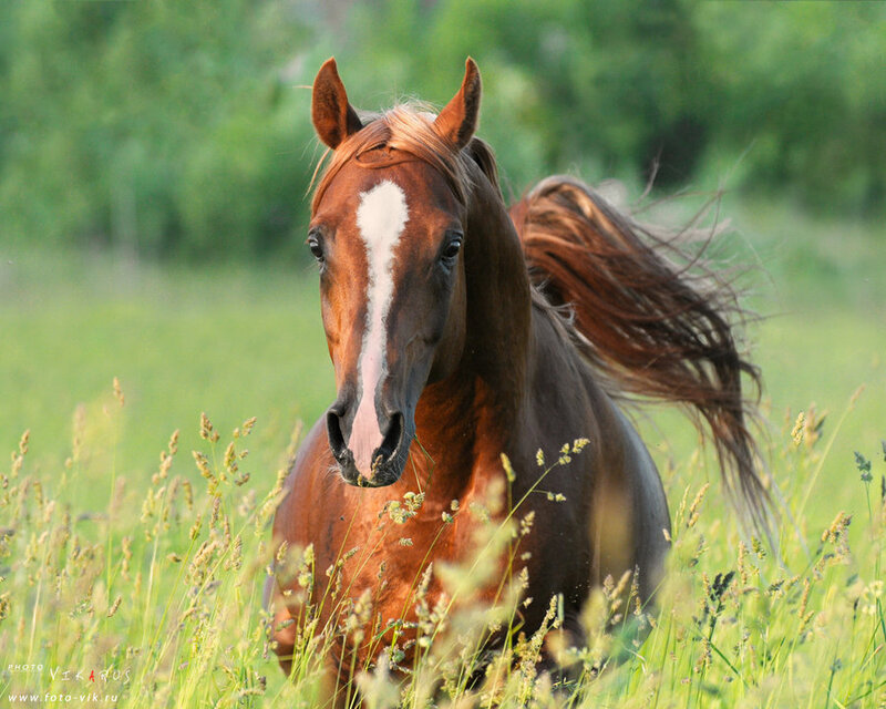 Brown Horse Running — Dynamic, Afternoon, Photograph, Grass