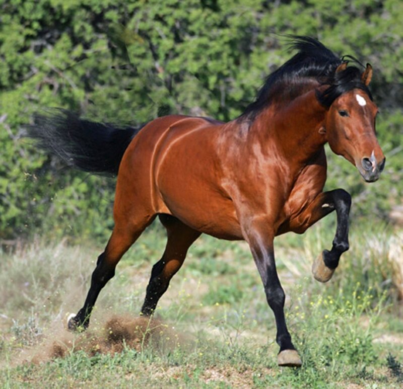 Brown Horse Running — Dynamic, Afternoon, Photograph, Grass, Trees, Dust
