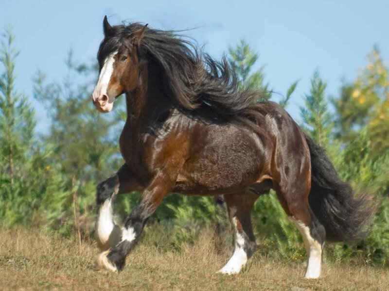 Brown Horse Running — Dynamic, Afternoon, Photograph, Grass, Trees, Sky