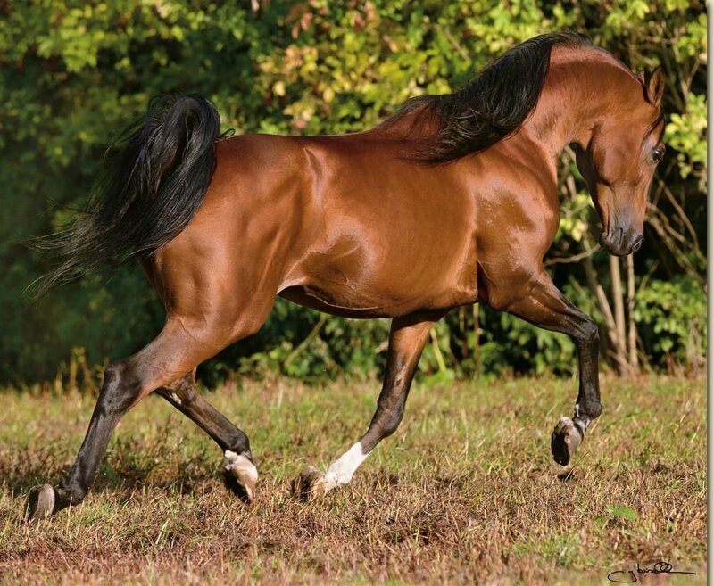 Brown Horse Running — Dynamic, Afternoon, Photograph, Grass, Trees, Tail, Green