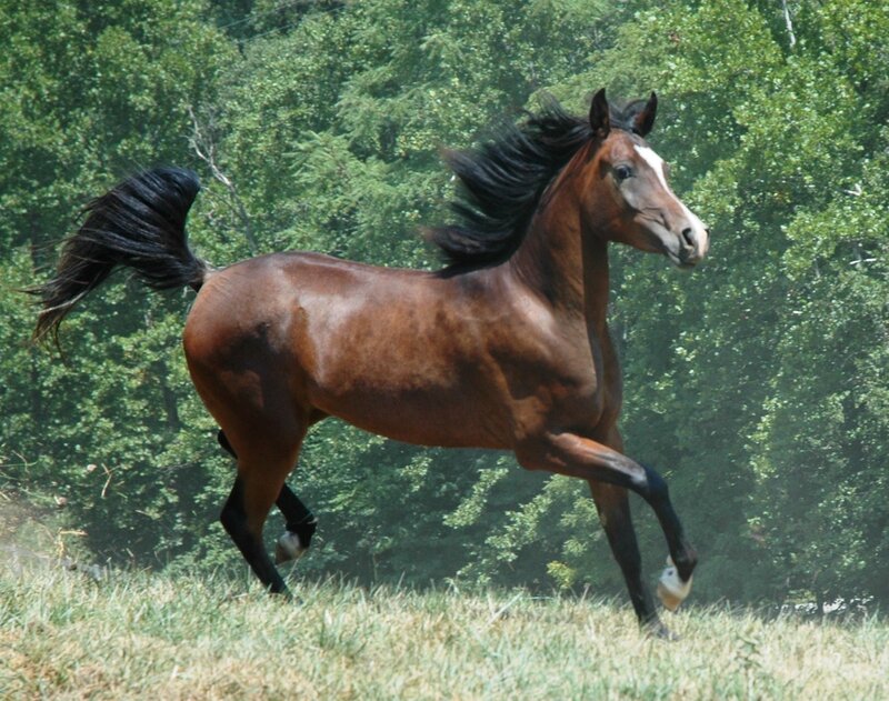 Brown Horse Running — Dynamic, Afternoon, Photograph, Grass, Trees