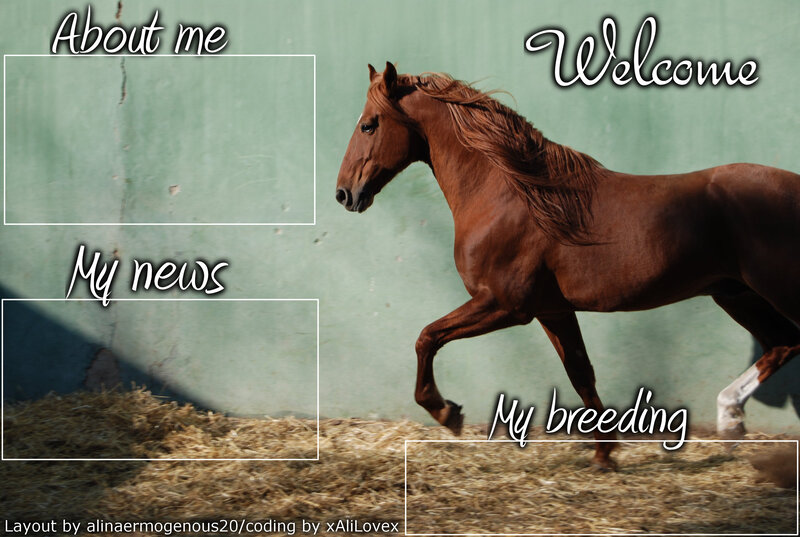 Brown Horse Running — Dynamic, Afternoon, Photograph, Hay
