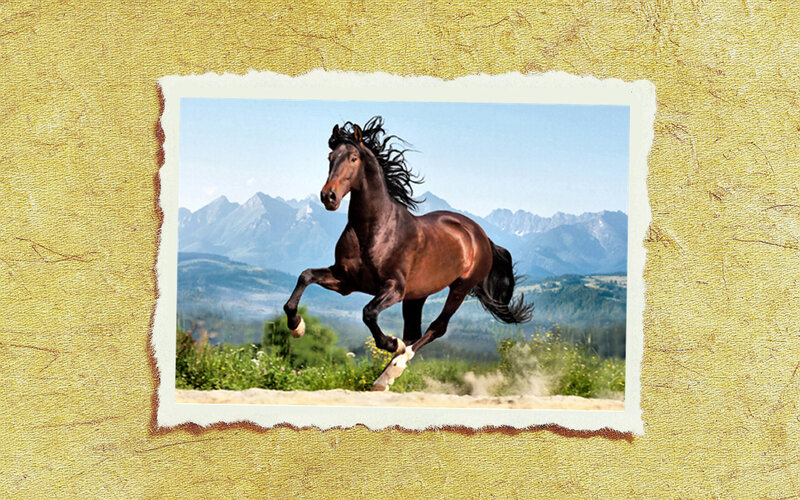 Brown Horse Running — Dynamic, Afternoon, Photograph, Mountains