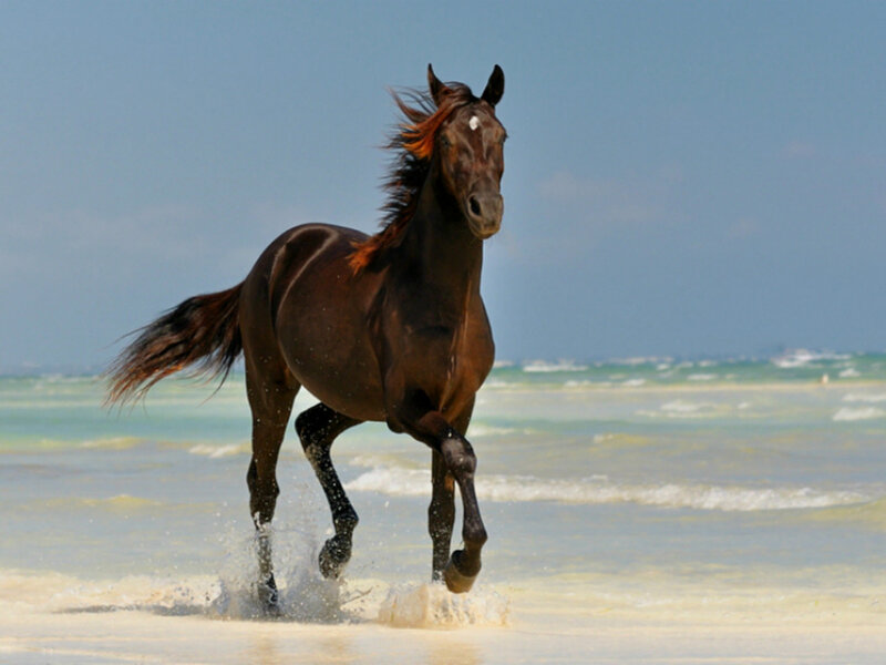 Brown Horse Running — Dynamic, Afternoon, Photograph, Ocean