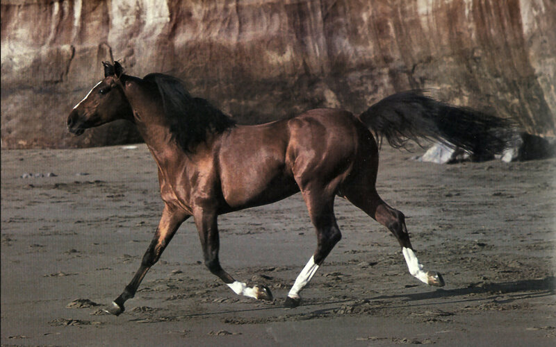 Brown Horse Running — Dynamic, Afternoon, Photograph, Sand, Cliff