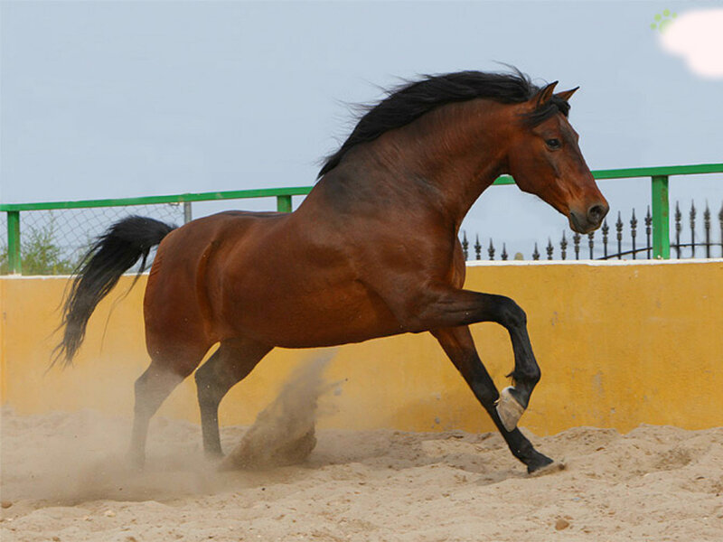 Brown Horse Running — Dynamic, Afternoon, Photograph, Sand, Fence