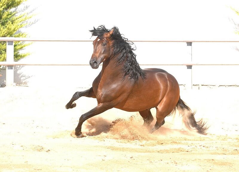 Brown Horse Running — Dynamic, Afternoon, Photograph, Sand