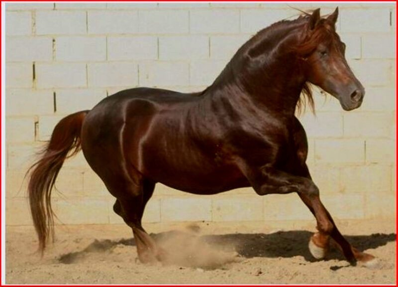 Brown Horse Running — Dynamic, Afternoon, Photograph, Sand, Wall
