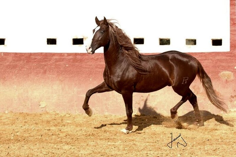 Brown Horse Running — Dynamic, Afternoon, Photograph, Sandy Ground
