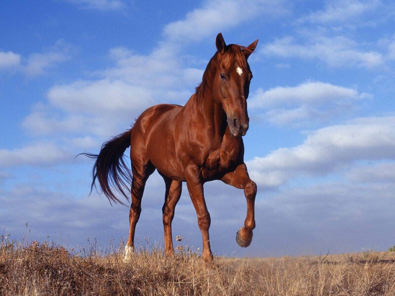 Brown Horse Running — Dynamic, Afternoon, Photograph, Sky