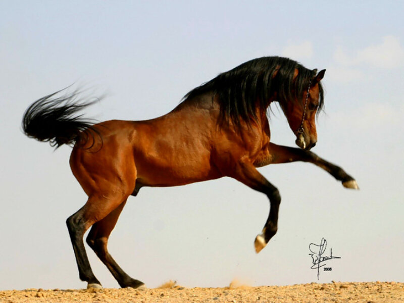 Brown Horse Running — Dynamic, Afternoon, Photograph, Tail