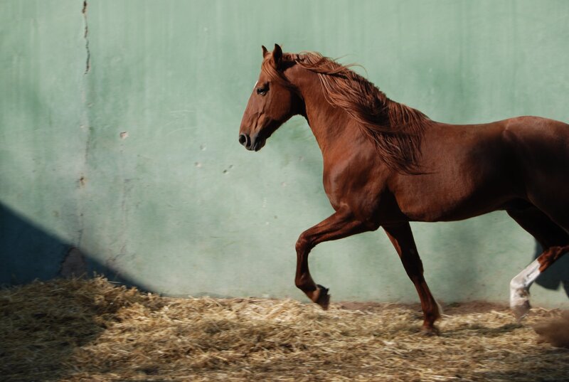 Brown Horse Running — Dynamic, Afternoon, Photograph