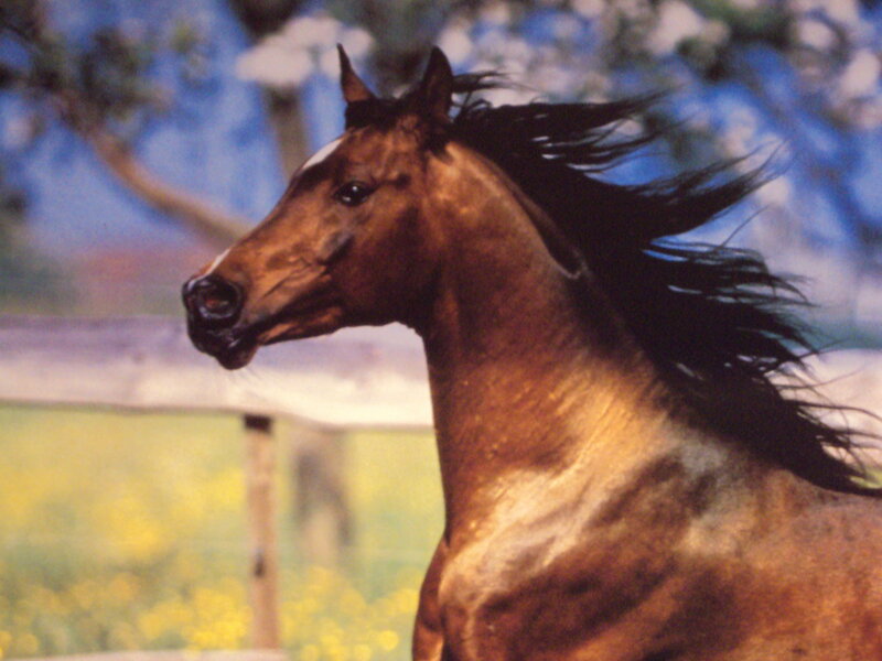 Brown Horse Running — Dynamic, Afternoon, Photograph, Tree