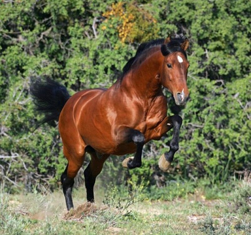 Brown Horse Running — Dynamic, Afternoon, Photograph, Trees