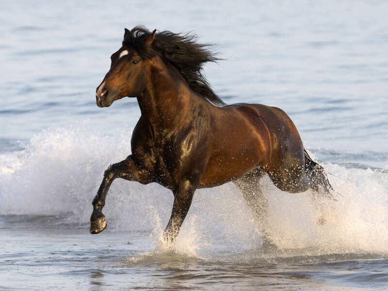 Brown Horse Running — Dynamic, Afternoon, Photograph, Water
