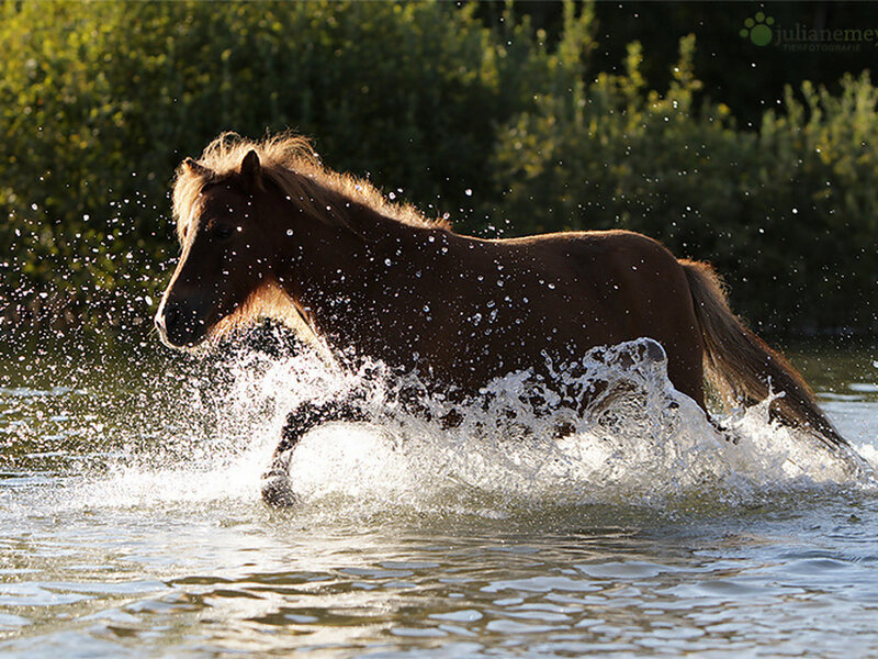 Brown Horse Running — Dynamic, Afternoon, Photograph, Water, Trees