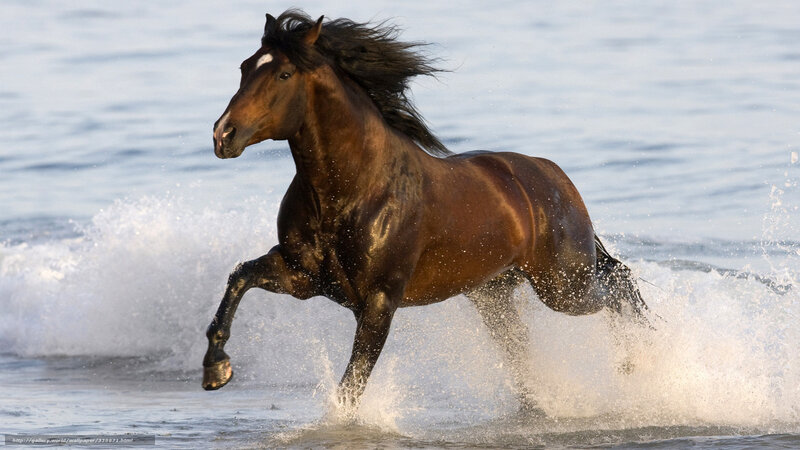 Brown Horse Running — Dynamic, Afternoon, Photograph, Water, Waves, Splashes