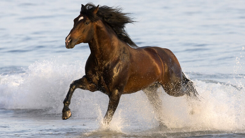 Brown Horse Running — Dynamic, Afternoon, Photograph, Water, Waves