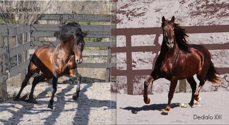 Brown Horse Running — Dynamic, Afternoon