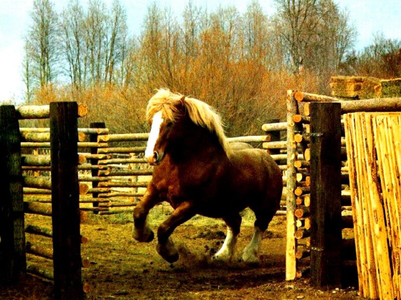 Brown Horse Running — Dynamic, Autumn, Photograph