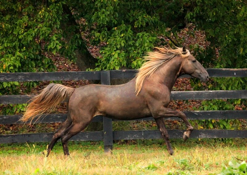 Brown Horse Running — Dynamic, Autumn