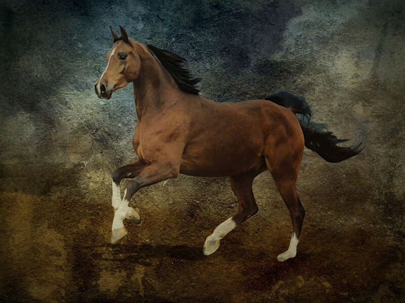 Brown Horse Running — Dynamic, Digital Art, Dirt Ground