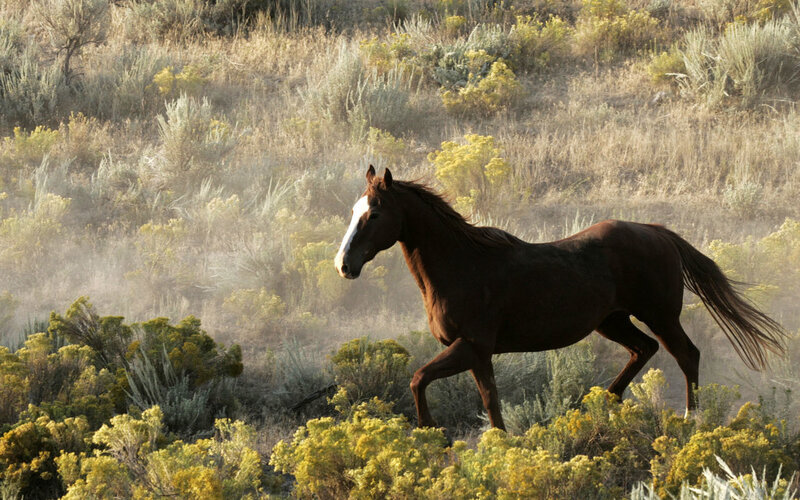 Brown Horse Running — Dynamic, Morning