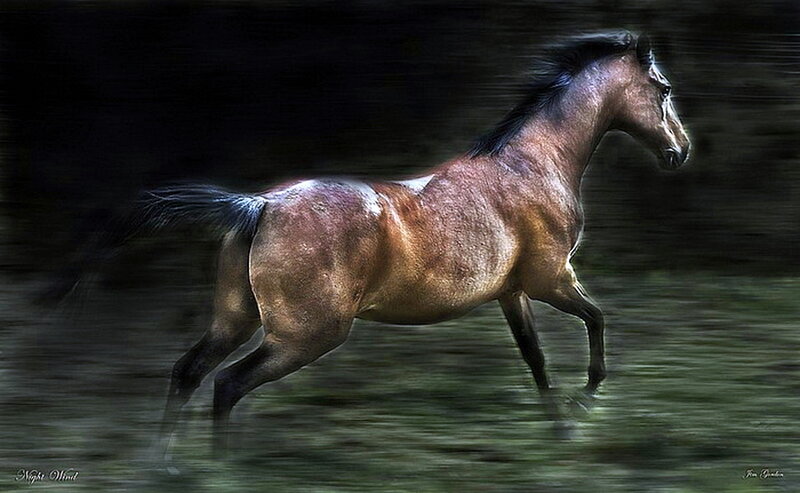 Brown Horse Running — Dynamic, Night