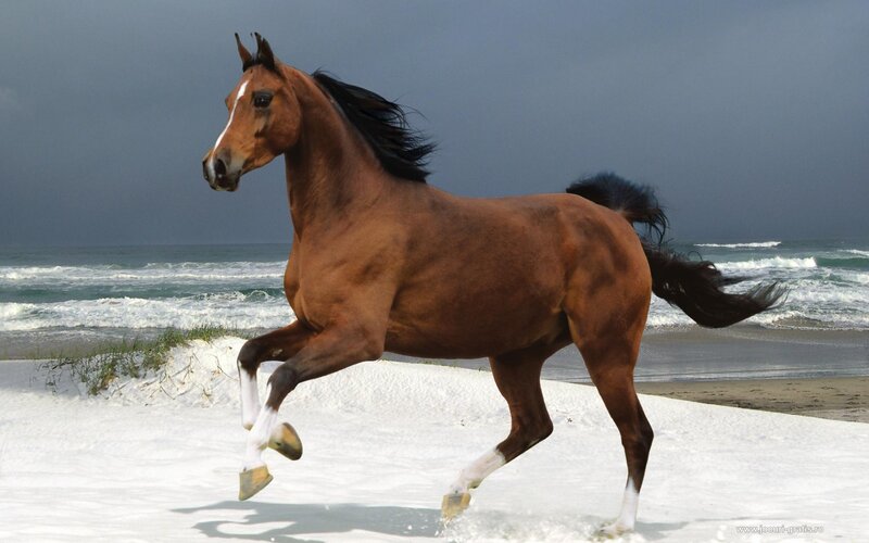 Brown Horse Running — Dynamic, Photograph, Beach, Ocean, Sky
