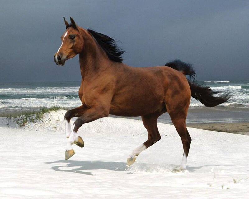 Brown Horse Running — Dynamic, Photograph, Beach, Ocean
