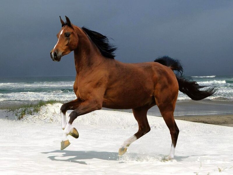 Brown Horse Running — Dynamic, Photograph, Beach