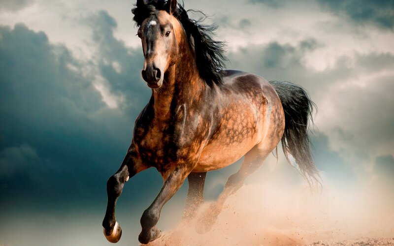 Brown Horse Running — Dynamic, Photograph, Dust, Clouds