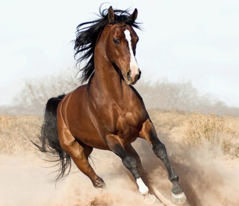 Brown Horse Running — Dynamic, Photograph, Dust, Field