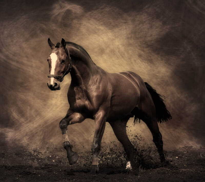 Brown Horse Running — Dynamic, Photograph, Dust, Mud